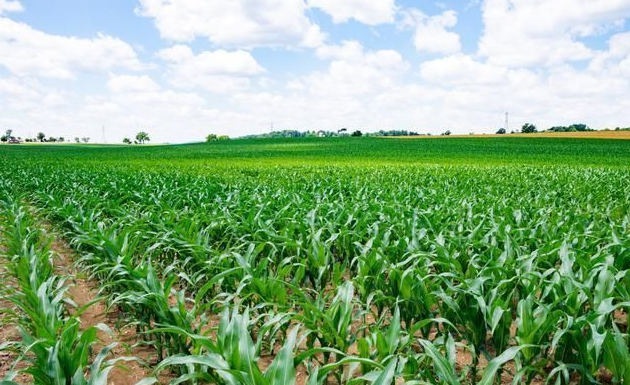 国家发展改革委 农业农村部共同落实 全国玉米单产提升工程项目实施工作